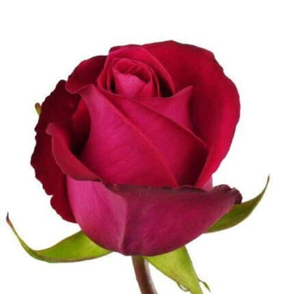 Rose High&Mora 40cm florisma