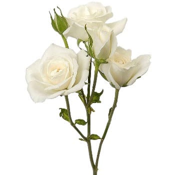 RoseSpray Viviane amerilink