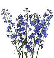 Delph Blue esmeralda supx