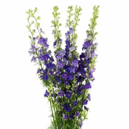 Larkspur Purple tessa
