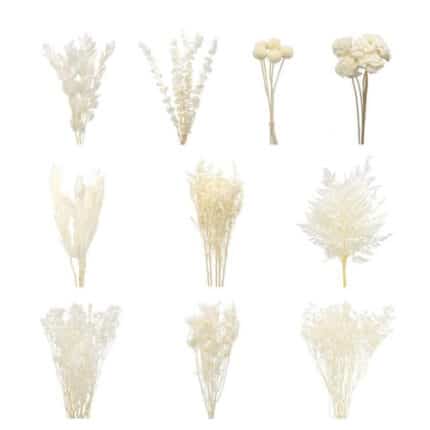 Dried Ecuadorian Bleached holex case