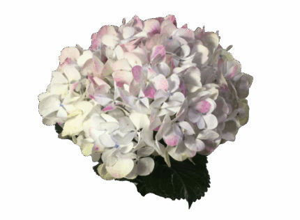 Hydrangea Macr Verena holl(STE