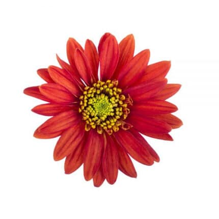 Pom Daisy Bradford sole