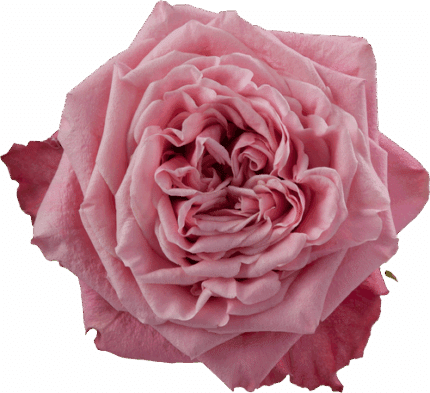Rose Art Deco 50cm trilogy
