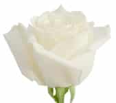 Rose PlayaBlanca 80cm rfi