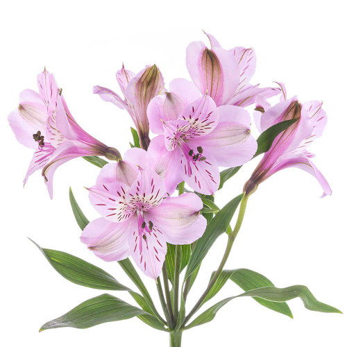 e74d541c-d3f3-4b13-a156-0aa16d9a004d.jpg Alstro Lav. SupSel TESSA - Image 1