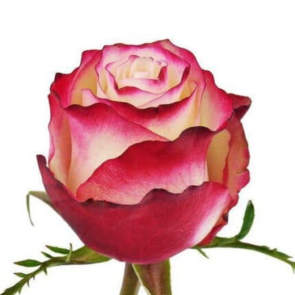 Rose Sweetness 60cm priv coll