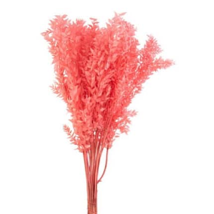 It. Ruscus Bleach Flamingo hol