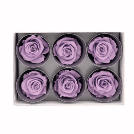 Rose Preserved Lavender(6hd)