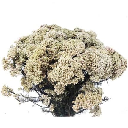 Riceflower White camflor