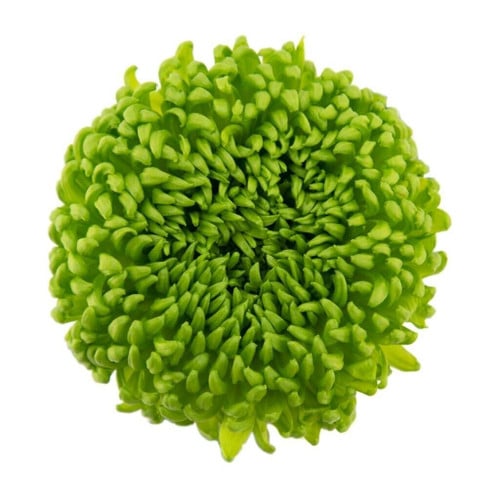 e778f54b-a4bf-44a1-b2a7-10b59d733f6b.jpg Mum Disbud Ball Green fresca(5st) - Image 1