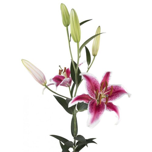 e785ec37-618b-4813-887a-e1ba2ee78f7f.jpg Lily Starfighter trilogy 2bl - Image 1