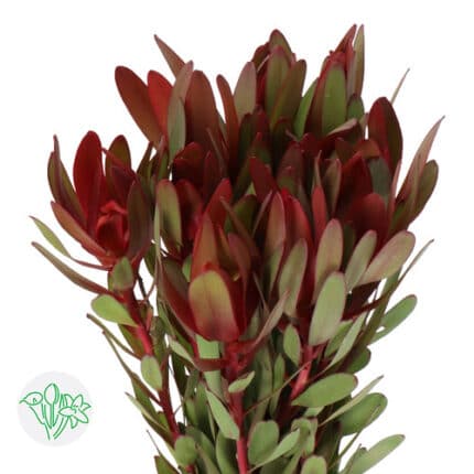 Leuca. Safari Sunset 70cm holl