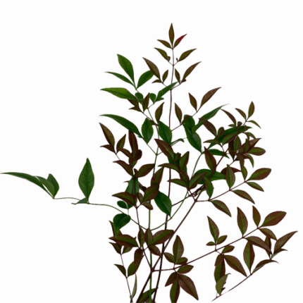 Nandina quick