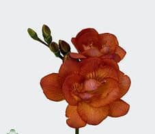 FREESIA orange s.v.