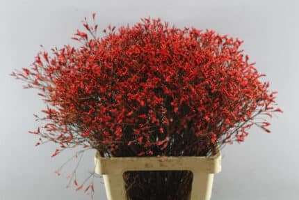 Limonium China Red holl
