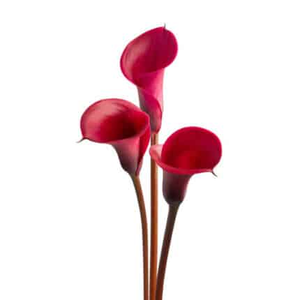 Calla Tokyo fresca