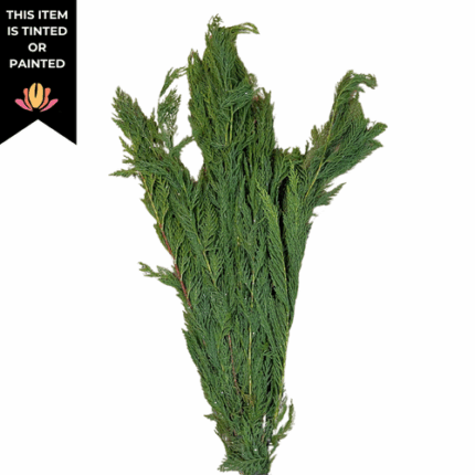 Leyland Cypress Silver Shimmer