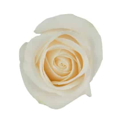 Rose Vendella 80cm rprima