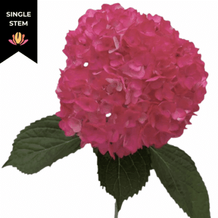 Hydrangea Rodeo Ht Pink holl(S