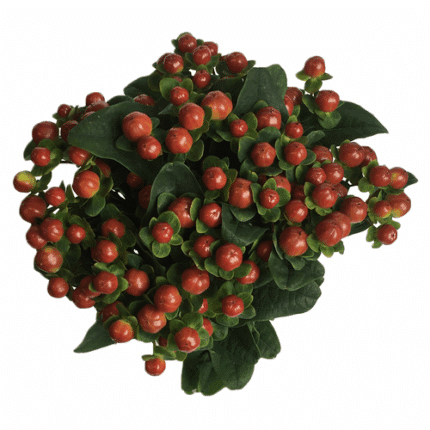 Hypericum Brown esmeralda sel