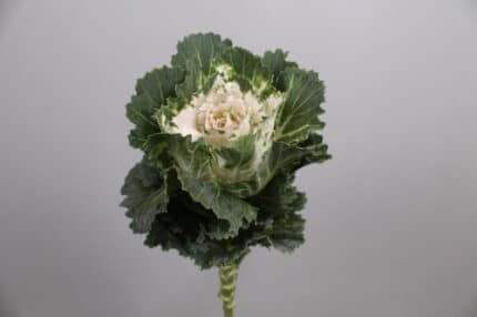 Kale Lacey White camflor(5st)
