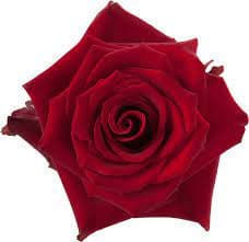 Rose Explorer 50cm rprima
