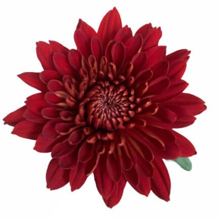 Mum Cremon Red Magna holex
