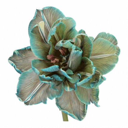 Tulip Dyed Dbl Dusty Blue holl