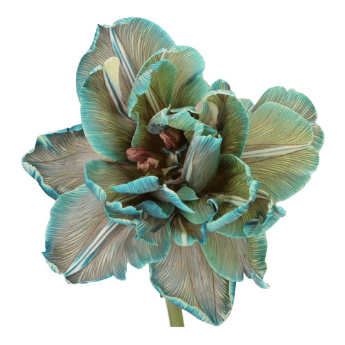 e7db6827-1a87-4739-b8ec-276f38d57a13.png Tulip Dyed Dbl Dusty Blue holl - Image 1