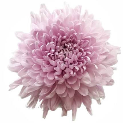Mum Football Lavender florisol
