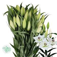 Lily Sempione holl