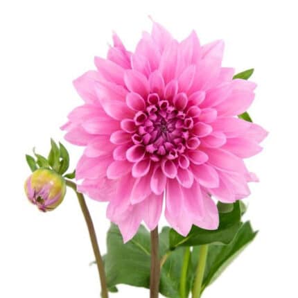 Dahlia Mi Pink Quartz holex