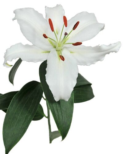 Lily Premium Blonde 3+70cm hol