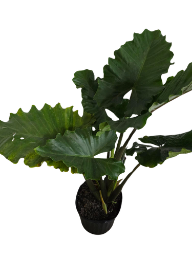 12" Alocasia