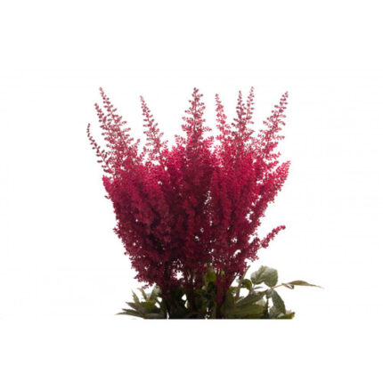Astilbe Red chile