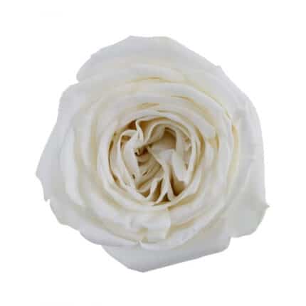 Rose PlayaBlanca 60cm Toscana