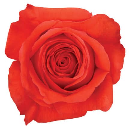 Rose Star 2000 50cm rfi