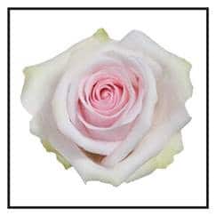 Rose Shy 50cm naranjo