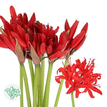 Nerine Lydia holl