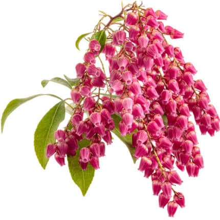 Pieris Japonica Valley Valenti