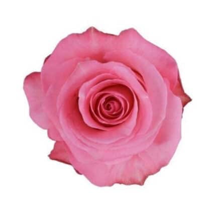 Rose Conquista 60cm naranjo
