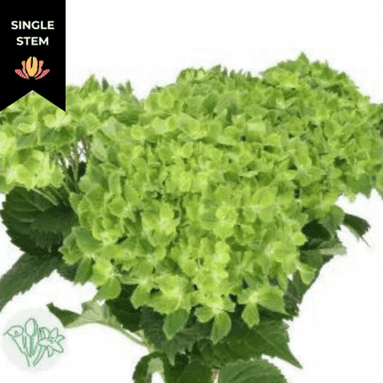 Hydrangea Emerald Green holex(