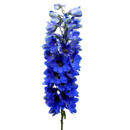 Delph Pacific Blue Jay bella 8