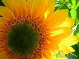 Sunflowers Green Eye esmeralda
