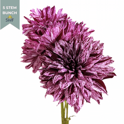 Dahlia Mixed local(5st)