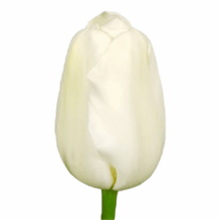 Tulip French White holl