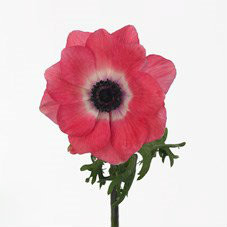Anemone Mistral Shocking holl