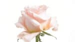Rose Shimmer 70cm much - Image 2