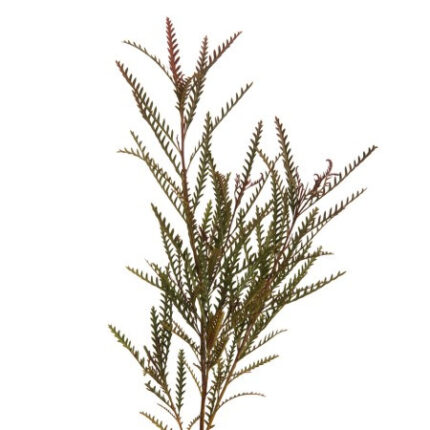 Grevellia tutuli
